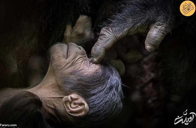 (تصاویر) (تصاویر)